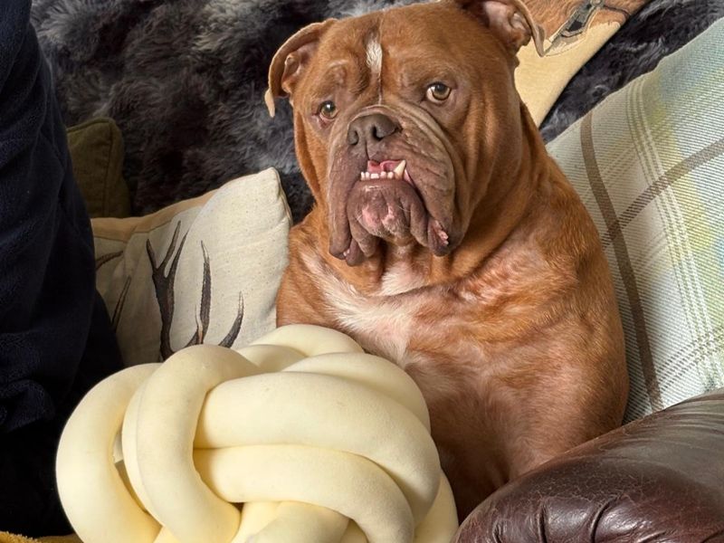 undefined | Bulldog | undefined - 2