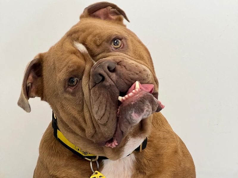 undefined | Bulldog | undefined - 1