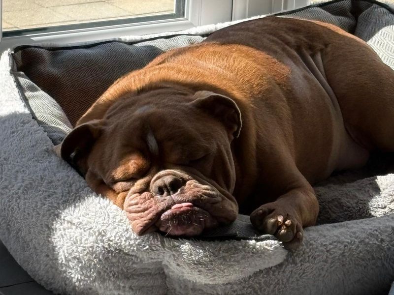 undefined | Bulldog | undefined - 4
