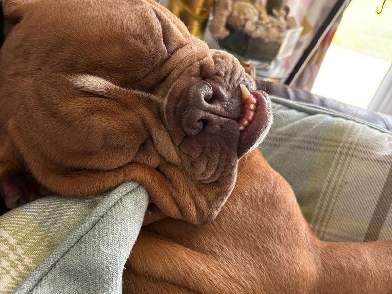 undefined | Bulldog | undefined - 3