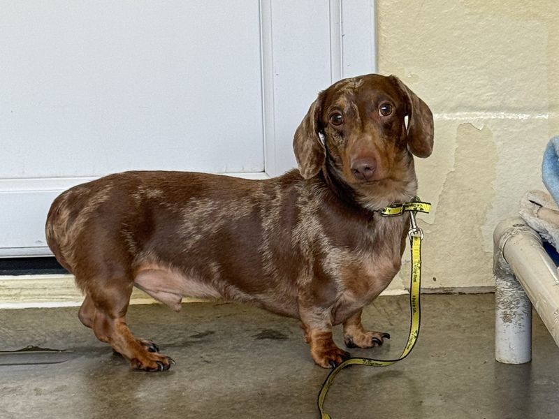 Ralph | Dachshund (Miniature Smooth Haired) | Basildon (Essex) - 1