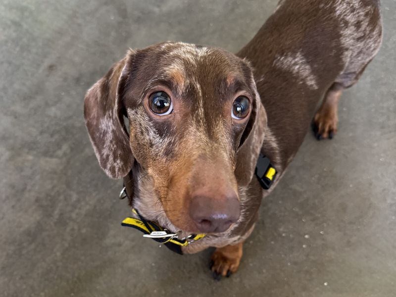 Ralph | Dachshund (Miniature Smooth Haired) | Basildon (Essex) - 1