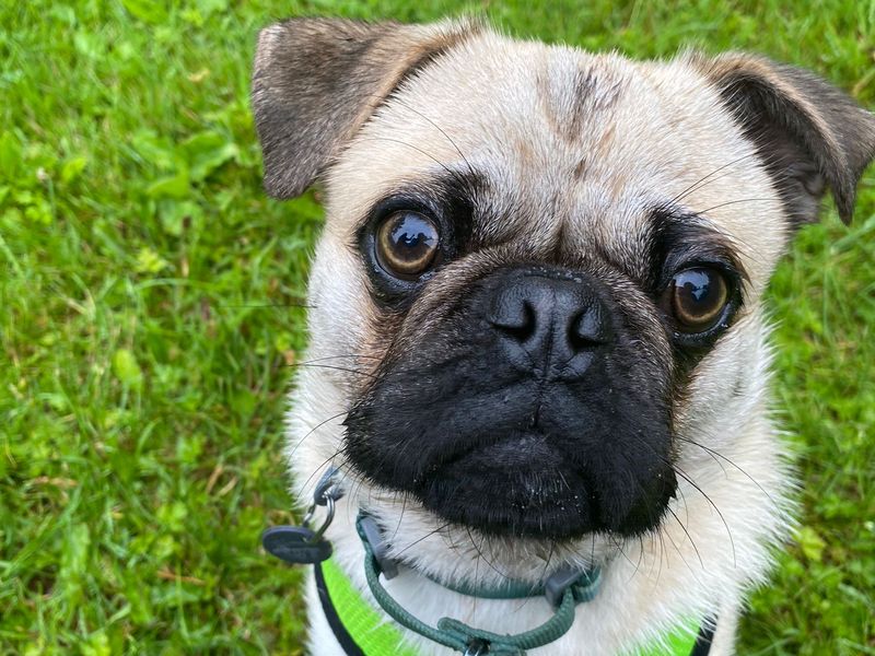 Pug for adoption in , – 10 months old - Image 3 of 3