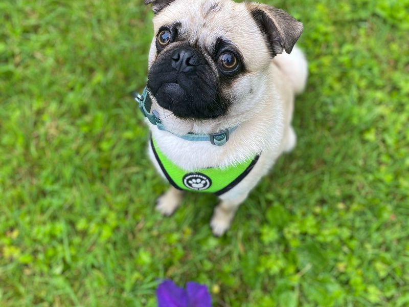 Pug for adoption in , – 10 months old - Image 2 of 3