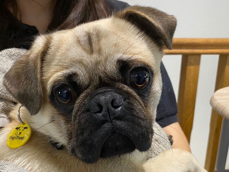 Pug for adoption in , – 10 months old