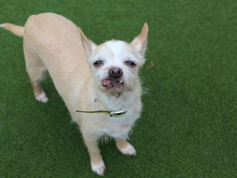 Chihuahua for adoption in Glasgow, Scotland – 13 years old - Image 2 of 2
