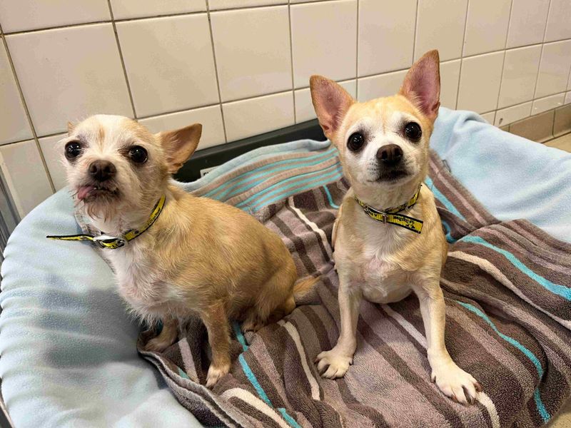 Chihuahua for adoption in Glasgow, Scotland – 13 years old