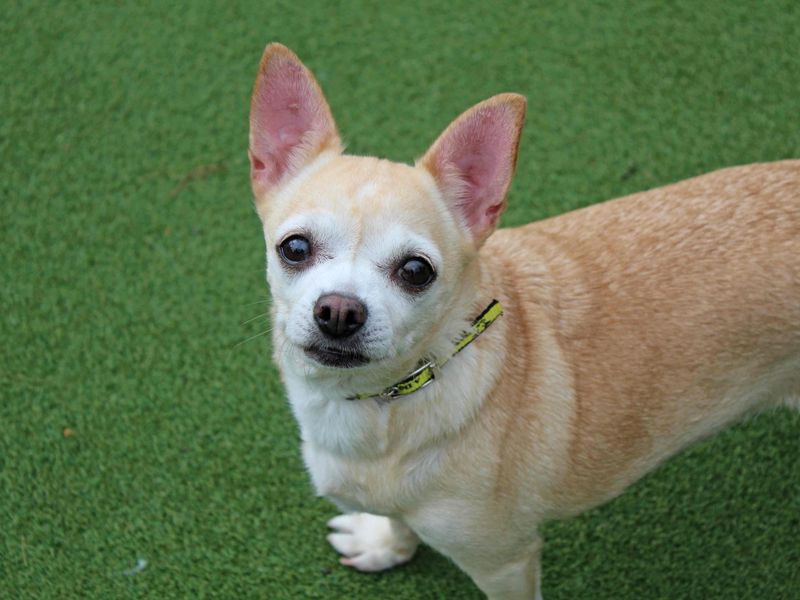 Chihuahua for adoption in Glasgow, Scotland – 10 years old