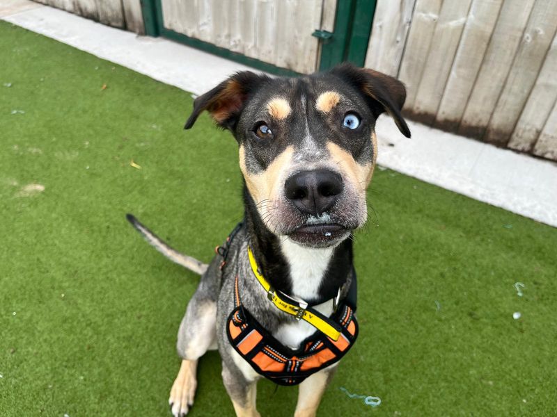 Siberian Husky for adoption in Manchester, Greater Manchester – 1 year old - Image 3 of 3