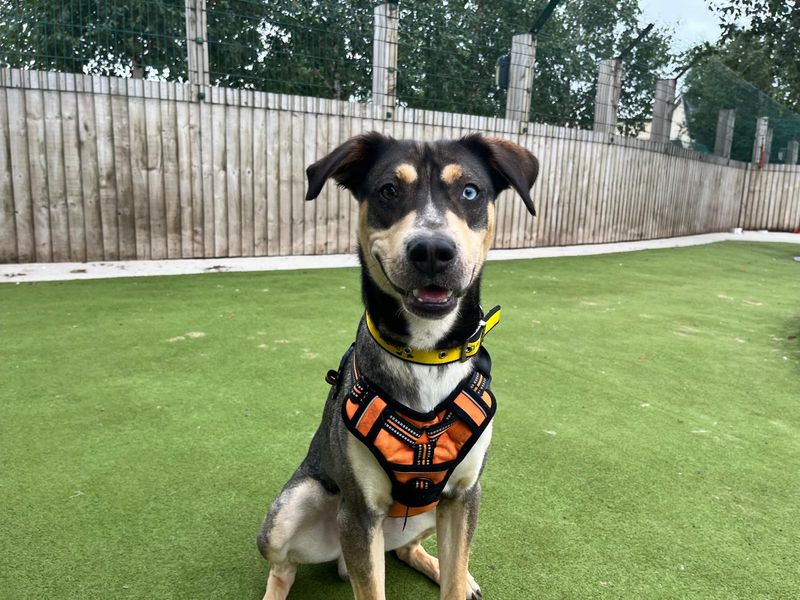 Siberian Husky for adoption in Manchester, Greater Manchester – 1 year old