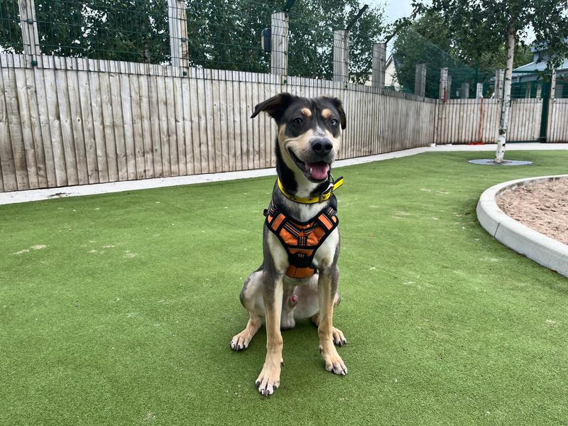 Siberian Husky for adoption in Manchester, Greater Manchester – 1 year old - Image 2 of 3