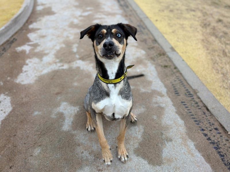 Wilson, a 2 years old male Crossbreed available for adoption from Dogs Trust in Manchester, Greater Manchester