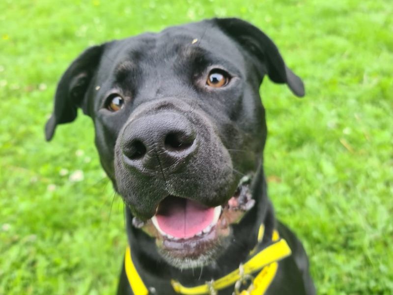 Boxer for adoption in West Calder, West Lothian – 10 months old - Image 5 of 5