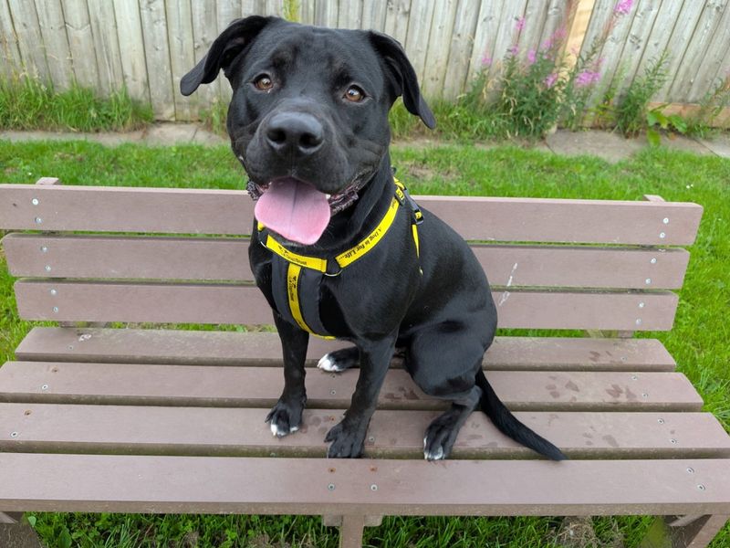 Reggie | Retriever (Labrador) Cross | West Calder (Edinburgh) - 1
