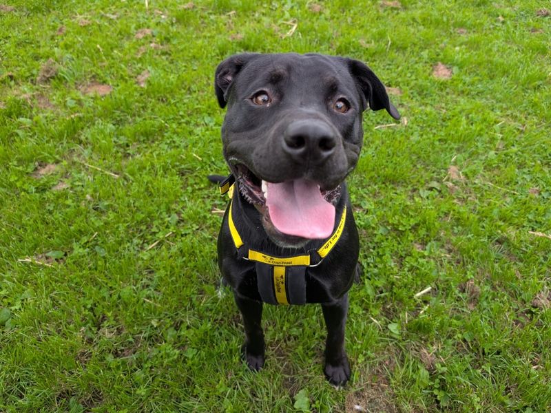 Boxer for adoption in West Calder, West Lothian – 10 months old - Image 4 of 5