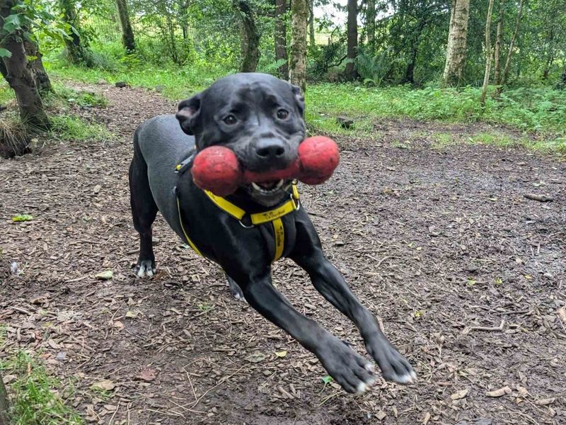 Boxer for adoption in West Calder, West Lothian – 10 months old