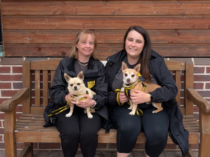 Chihuahua for adoption in Wymeswold, Leicestershire – 8 years old