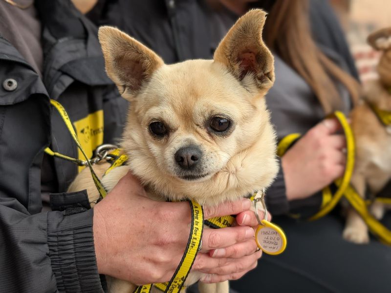 Chihuahua for adoption in Wymeswold, Leicestershire – 9 years old - Image 2 of 2