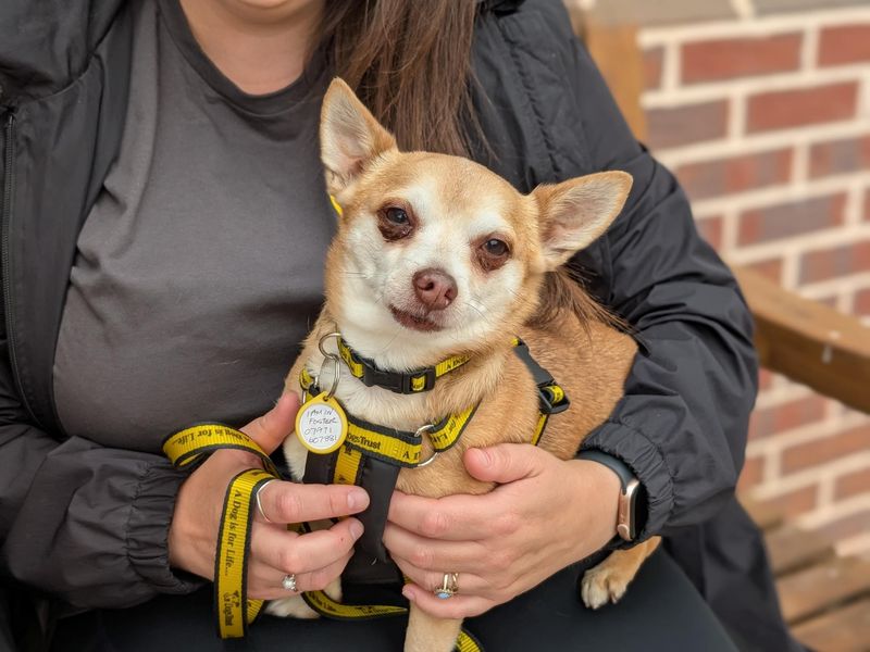 Chihuahua for adoption in Wymeswold, Leicestershire – 10 years old - Image 2 of 2
