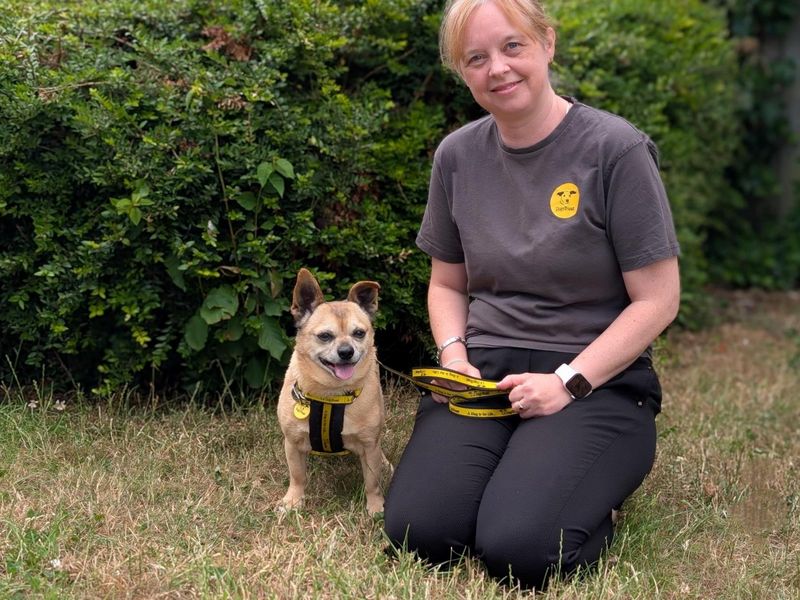 Chihuahua for adoption in Wymeswold, Leicestershire – 9 years old - Image 2 of 2