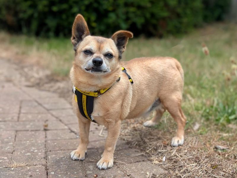 Chihuahua for adoption in Wymeswold, Leicestershire – 9 years old
