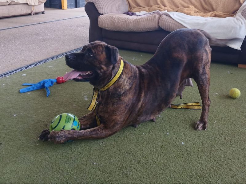 Staffordshire Bull Terrier for adoption in Snetterton, Norfolk – 4 years old - Image 2 of 2