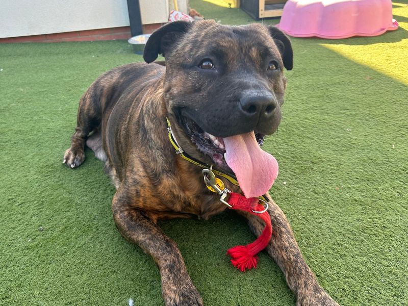 Staffordshire Bull Terrier for adoption in Snetterton, Norfolk – 4 years old