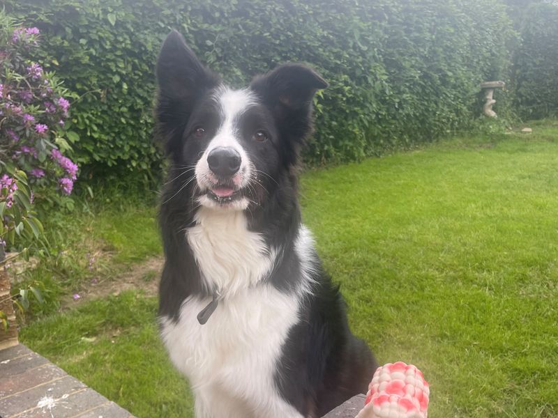 Maxi | Collie (Border) | Shrewsbury (Shropshire) - 1