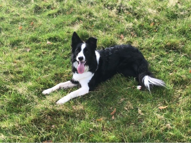 Border Collie for adoption in Telford, Shropshire – 6 years old - Image 3 of 3