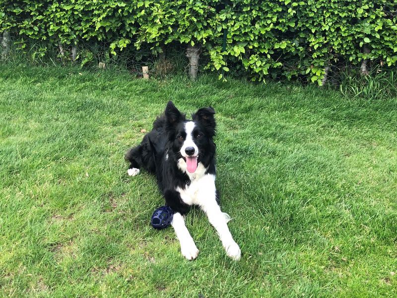 Border Collie for adoption in Telford, Shropshire – 6 years old - Image 2 of 3