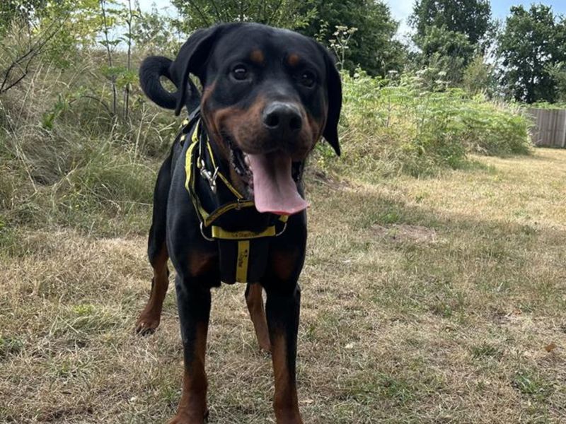 Doberman for adoption in Snetterton, Norfolk – 2 years old