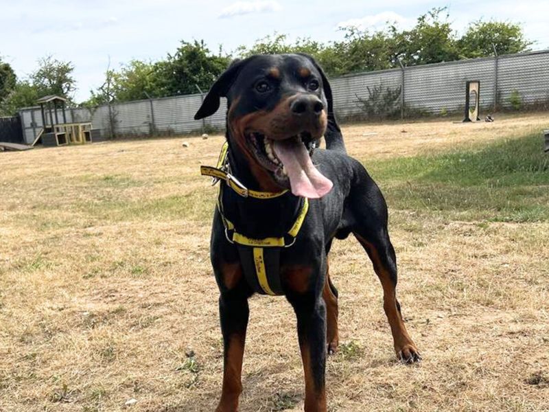 Doberman for adoption in Snetterton, Norfolk – 2 years old - Image 2 of 2