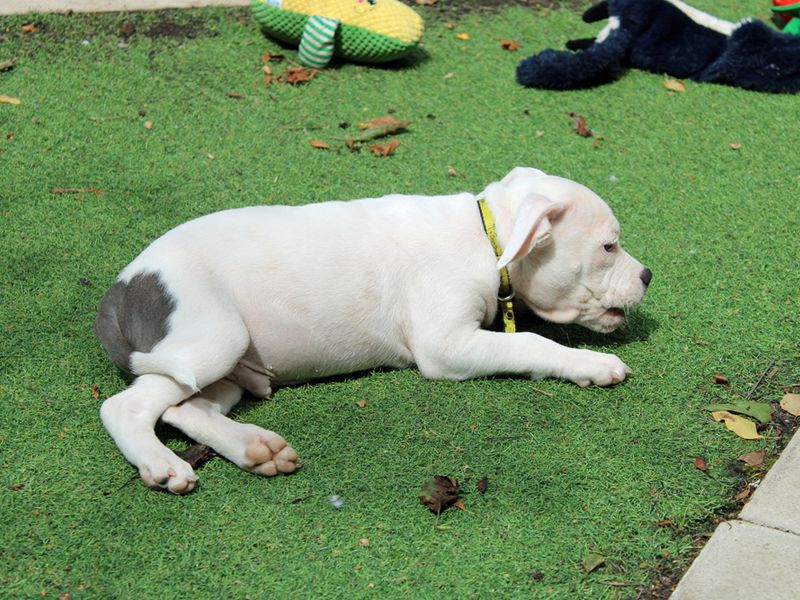 American Bulldog for adoption in Liverpool, Merseyside – 3 months old - Image 2 of 4