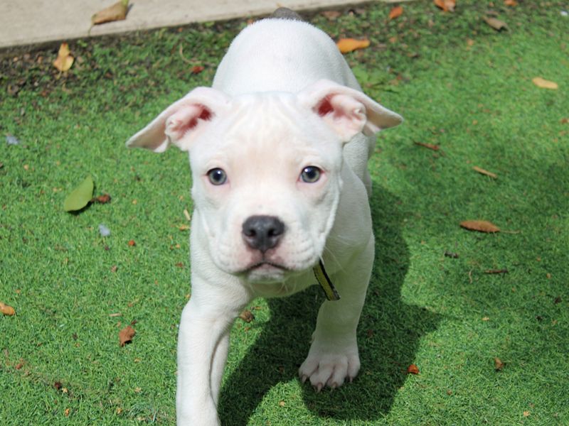 American Bulldog for adoption in Liverpool, Merseyside – 3 months old