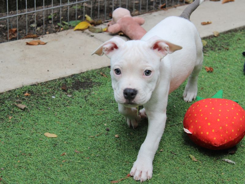 American Bulldog for adoption in Liverpool, Merseyside – 3 months old - Image 3 of 4