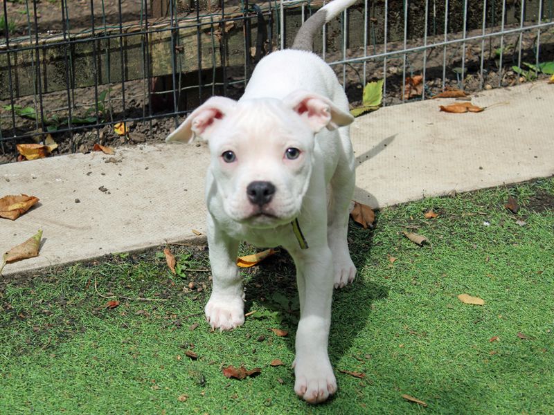 American Bulldog for adoption in Liverpool, Merseyside – 3 months old - Image 4 of 4