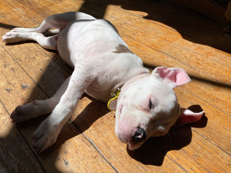 American Bulldog for adoption in Liverpool, Merseyside – 3 months old
