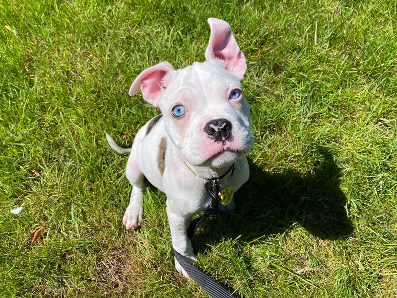 American Bulldog for adoption in Liverpool, Merseyside – 3 months old - Image 3 of 3
