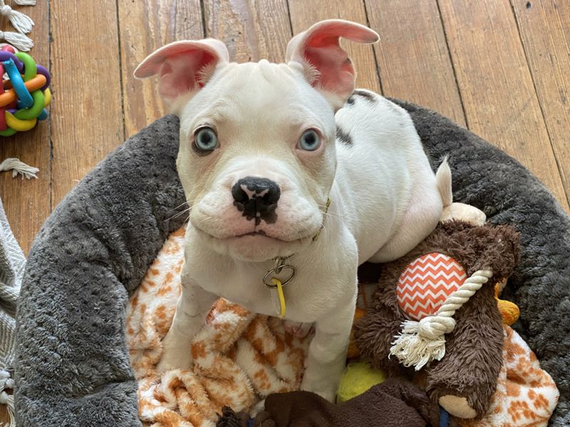 American Bulldog for adoption in Liverpool, Merseyside – 3 months old - Image 2 of 3