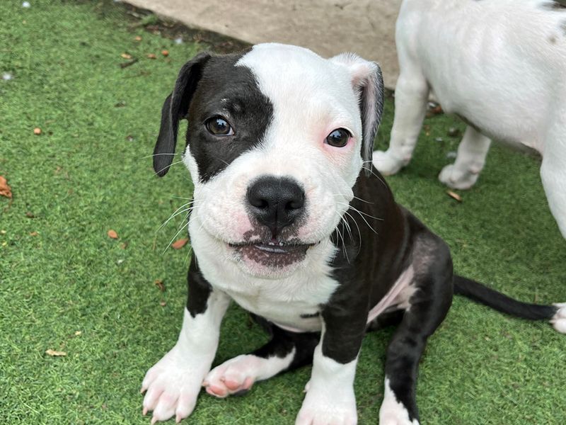 American Bulldog for adoption in Liverpool, Merseyside – 3 months old - Image 3 of 4