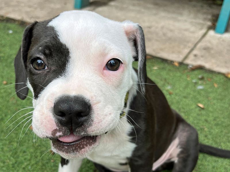 American Bulldog for adoption in Liverpool, Merseyside – 3 months old - Image 2 of 4