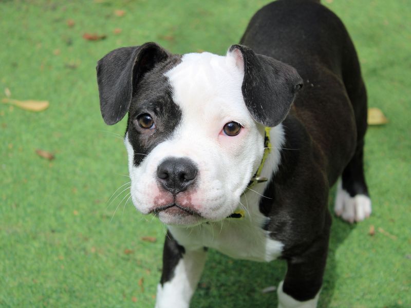 American Bulldog for adoption in Liverpool, Merseyside – 3 months old