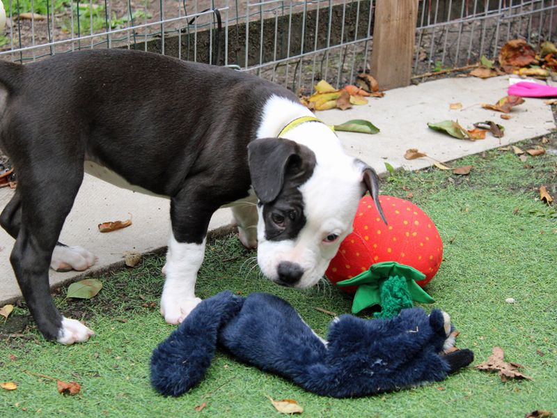 American Bulldog for adoption in Liverpool, Merseyside – 3 months old - Image 4 of 4