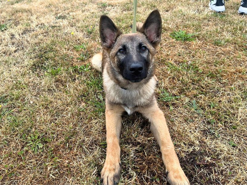 German Shepherd for adoption in Uxbridge, London – 4 months old - Image 2 of 2