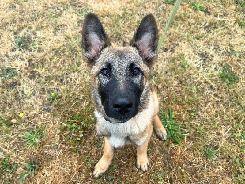 German Shepherd for adoption in Uxbridge, London – 3 months old