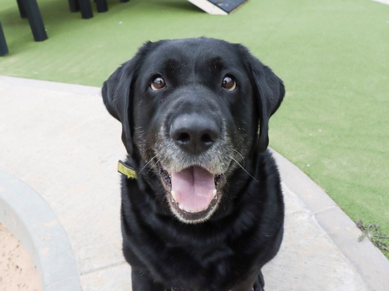 Jasper | Retriever (Labrador) | Evesham (Worcestershire) - 1