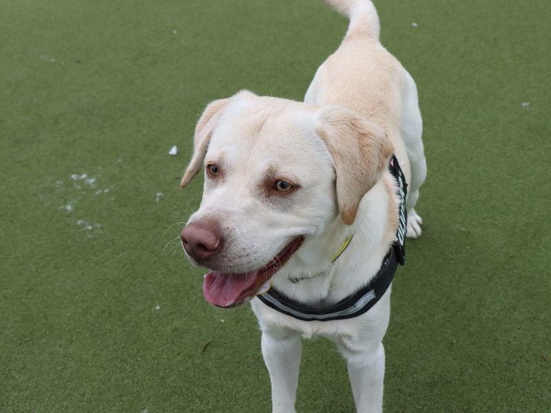 Golden Retriever for adoption in Evesham, Worcestershire – 1 year old - Image 2 of 3