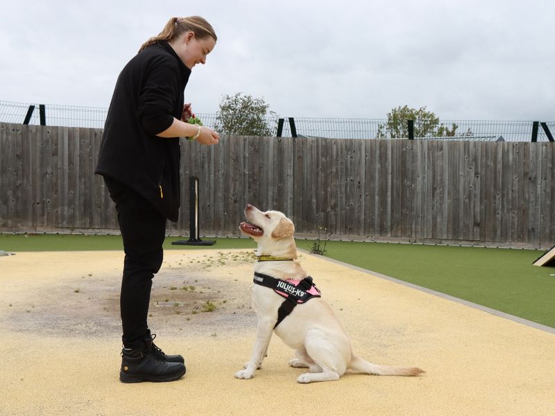 Golden Retriever for adoption in Evesham, Worcestershire – 1 year old