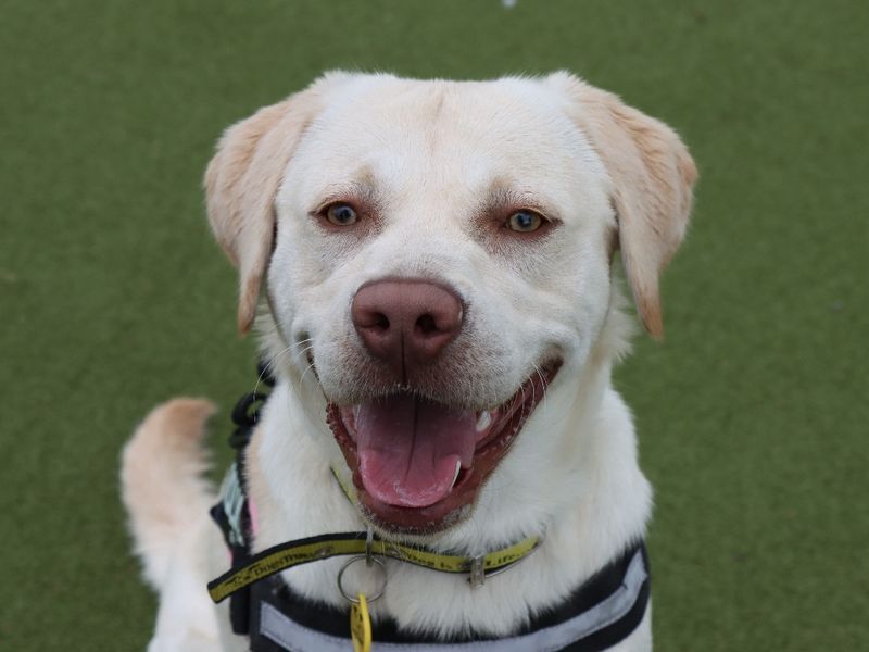 Golden Retriever for adoption in Evesham, Worcestershire – 1 year old - Image 3 of 3