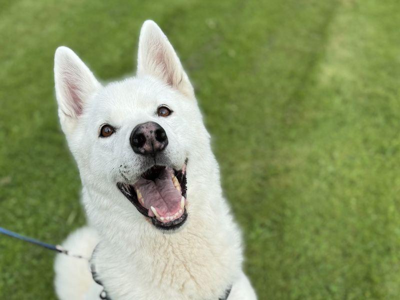 Siberian Husky for adoption in Uxbridge, London – 9 years old - Image 4 of 4